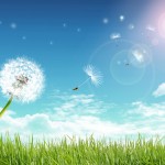DandelionInField